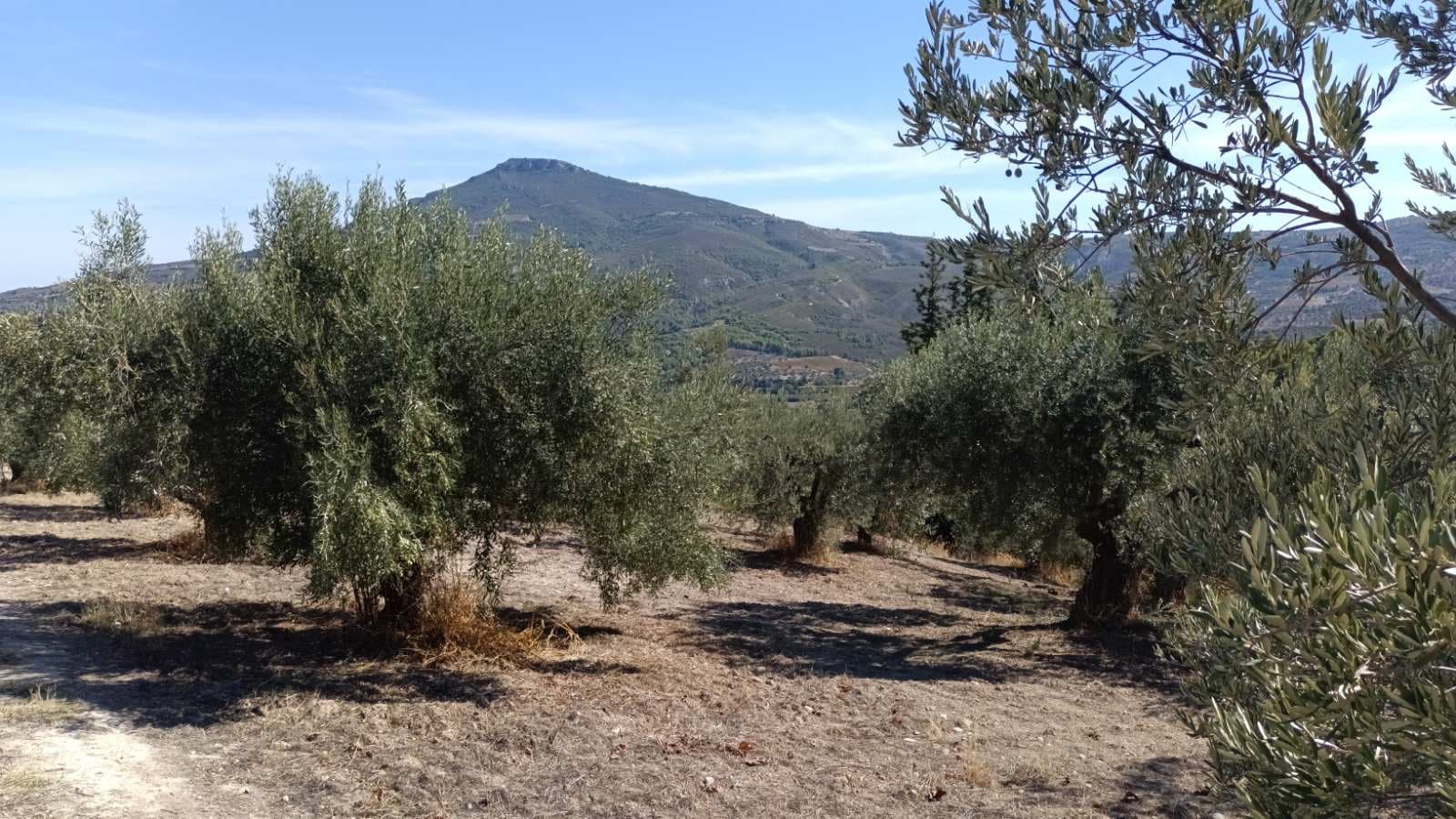 Traditional olive harvesting and cold extraction process in the Peloponnese groves
